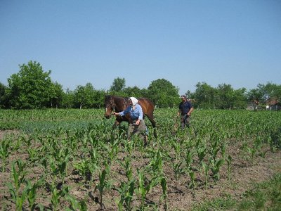 254139_2109959315327_1435941307_32493112_883366_n.jpg (101.76 KiB) Osservato 727 volte 254139_2109959315327_1435941307_32493112_883366_n.jpg