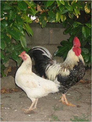 gal3.jpg (35.83 KiB) Osservato 1183 volte gal3.jpg