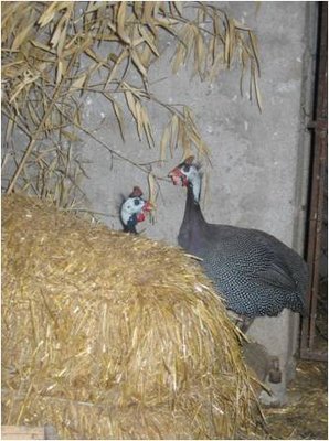 Immagine14.jpg (30.95 KiB) Osservato 680 volte Immagine14.jpg