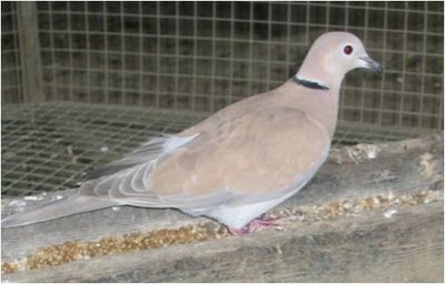 tortora.jpg (22.99 KiB) Osservato 680 volte tortora.jpg