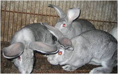 Immagine16.jpg (37.46 KiB) Osservato 680 volte Immagine16.jpg