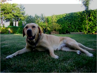 Immagine23.jpg (39.19 KiB) Osservato 680 volte Immagine23.jpg