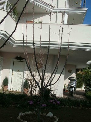 il mio ciliegio / DSCN4834.jpg DSCN4834.jpg