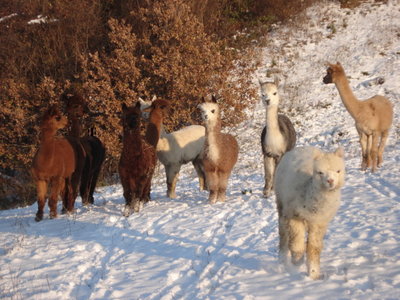 Alpaca al pascolo-foto di gruppo nella neve2.JPG