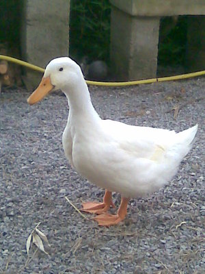 paperolla.jpg (58.67 KiB) Osservato 455 volte paperolla.jpg