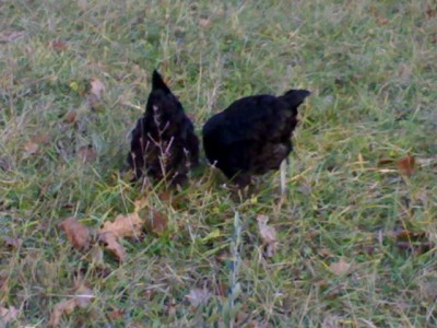 Prova 2 - 13012014992.jpg (74.09 KiB) Osservato 317 volte Prova 2 - 13012014992.jpg