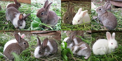 conigli 1 mese lowres.jpg (242.83 KiB) Osservato 369 volte conigli 1 mese lowres.jpg