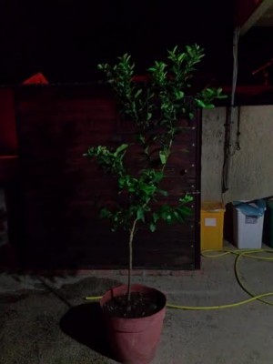 limone.jpg (16.19 KiB) Osservato 365 volte limone.jpg