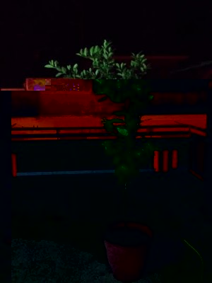 limone 2.jpg (18.93 KiB) Osservato 364 volte limone 2.jpg