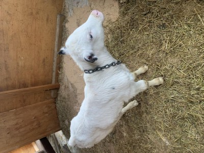 F8077F7F-528D-4EBB-BD03-14B8BD8835C3.jpeg (174.67 KiB) Osservato 3298 volte F8077F7F-528D-4EBB-BD03-14B8BD8835C3.jpeg