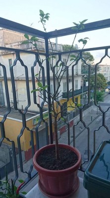 43193446_703825186655985_7109805075576389632_n.jpg (75.87 KiB) Osservato 828 volte 43193446_703825186655985_7109805075576389632_n.jpg