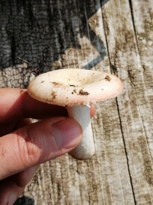 Fungo 1 / 16036195213627602062447297009525.jpg 16036195213627602062447297009525.jpg