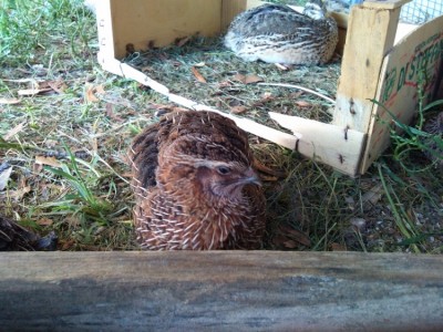 IMG_20150520_185219 (800x600) (750x563).jpg (365.55 KiB) Osservato 2035 volte IMG_20150520_185219 (800x600) (750x563).jpg