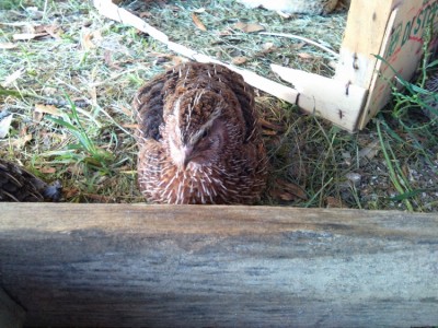 IMG_20150520_185216 (750x563).jpg (383.71 KiB) Osservato 2031 volte IMG_20150520_185216 (750x563).jpg