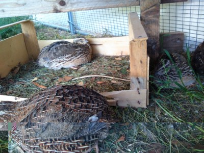 IMG_20150520_185245 (750x563).jpg (375.91 KiB) Osservato 2031 volte IMG_20150520_185245 (750x563).jpg