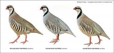 Sicilian_Rock_Partridge_1000px.jpg (59.7 KiB) Osservato 690 volte Sicilian_Rock_Partridge_1000px.jpg