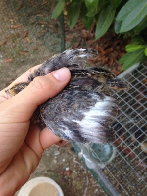 11774392_10207155831722490_2113325894_n_480x640.jpg (85.96 KiB) Osservato 768 volte 11774392_10207155831722490_2113325894_n_480x640.jpg