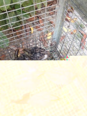 11798535_10207155831602487_1118748543_n_480x640.jpg (142.06 KiB) Osservato 768 volte 11798535_10207155831602487_1118748543_n_480x640.jpg