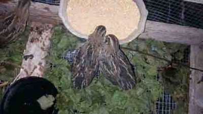 quaglie 3.jpg (37.54 KiB) Osservato 1115 volte quaglie 3.jpg