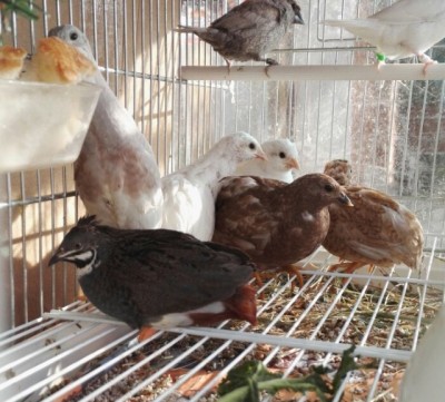 IMG_20160108_161710.jpg (154.77 KiB) Osservato 1827 volte IMG_20160108_161710.jpg