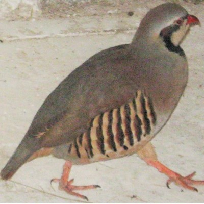 IMG_2119.JPG (193.65 KiB) Osservato 1335 volte IMG_2119.JPG