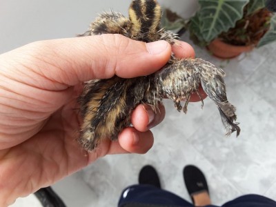 20160531_104916.jpg (78.22 KiB) Osservato 937 volte 20160531_104916.jpg