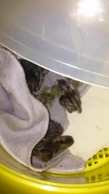 image.jpeg (57.74 KiB) Osservato 923 volte image.jpeg