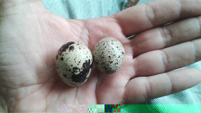 Due uova dei giorni scorsi / 20160903_185345.jpg 20160903_185345.jpg