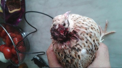 20160911_124621.jpg (63.62 KiB) Osservato 1119 volte 20160911_124621.jpg