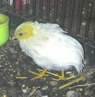 IMG_20161015_190255.jpg (203.49 KiB) Osservato 821 volte IMG_20161015_190255.jpg