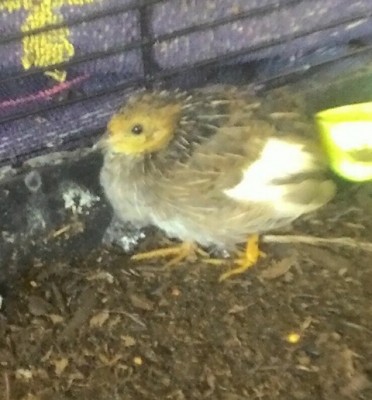 IMG_20161021_134747.jpg (94.54 KiB) Osservato 791 volte IMG_20161021_134747.jpg