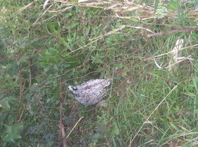 Il mio maschio preferito. CHiama sempre la femmina ormai deceduta. Che sfiga che ho. / image.jpg image.jpg