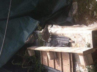 image.jpg (87.16 KiB) Osservato 693 volte image.jpg