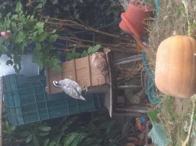 image.jpg (85.28 KiB) Osservato 598 volte image.jpg