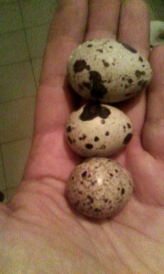 IMG_20161121_194218.jpg (57.16 KiB) Osservato 1131 volte IMG_20161121_194218.jpg