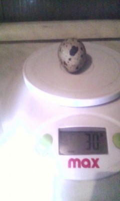 IMG_20161121_194051.jpg (39.21 KiB) Osservato 1130 volte IMG_20161121_194051.jpg