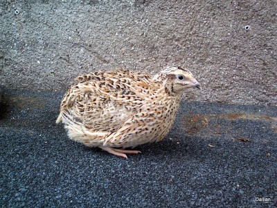 IMG-20161029-WA0011.jpg (344.51 KiB) Osservato 1130 volte IMG-20161029-WA0011.jpg