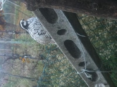 image.jpg (107.36 KiB) Osservato 1278 volte image.jpg