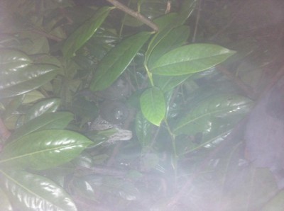 image.jpg (53.33 KiB) Osservato 1278 volte image.jpg