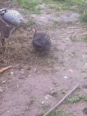 image.jpeg (157.37 KiB) Osservato 622 volte image.jpeg