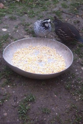 image.jpeg (185.65 KiB) Osservato 619 volte image.jpeg