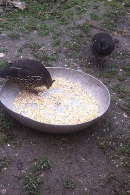 image.jpeg (191.39 KiB) Osservato 619 volte image.jpeg