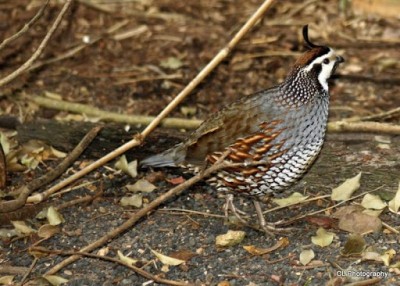 image.jpg (97.12 KiB) Osservato 661 volte image.jpg