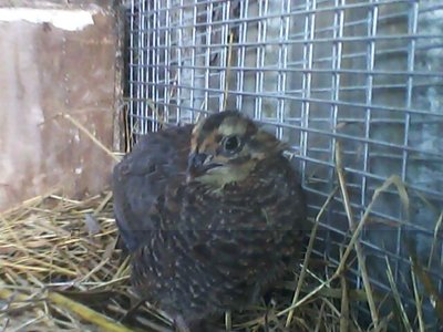 IMG0010A.jpg (57.06 KiB) Osservato 1559 volte IMG0010A.jpg