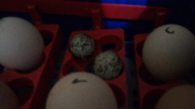 P_20170109_165101.jpg (34.49 KiB) Osservato 1015 volte P_20170109_165101.jpg