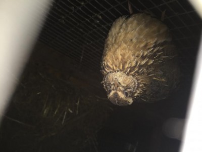 A me sembra un maschio / IMG_0293.JPG IMG_0293.JPG