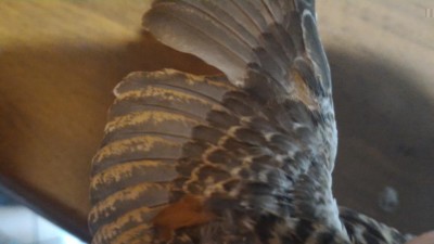 P_20170117_192047.jpg (45.5 KiB) Osservato 1441 volte P_20170117_192047.jpg