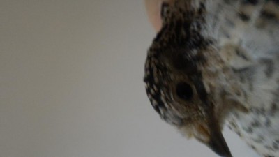 P_20170122_171043.jpg (31.58 KiB) Osservato 1410 volte P_20170122_171043.jpg