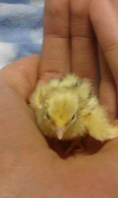 IMG-20170205-WA0000.jpg (49.79 KiB) Osservato 655 volte IMG-20170205-WA0000.jpg