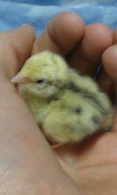 IMG-20170205-WA0001.jpg (46.69 KiB) Osservato 726 volte IMG-20170205-WA0001.jpg